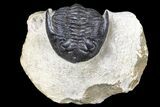 Bargain, Hollardops Trilobite - Visible Eye Facets #119855-2